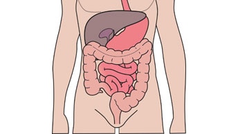 El sistema digestivo y urinario