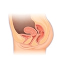 Normal female anatomy Normal female anatomy