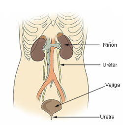 Sistema urinario