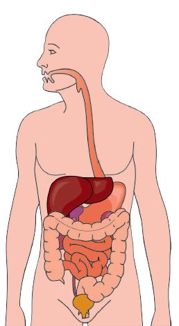 El sistema digestivo